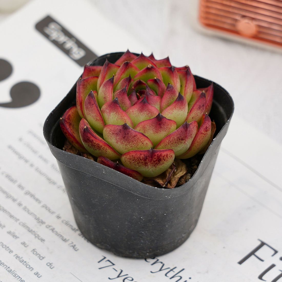 2.5'' Echeveria Moon Stone, Rare Live Succulent Plants