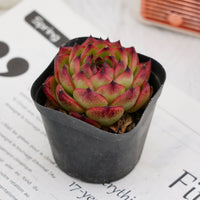 2.5'' Echeveria Moon Stone, Rare Live Succulent Plants