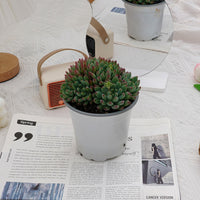 5'' Echeveria Blue Apple Crested, Rare Live Succulent Plants