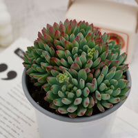 5'' Echeveria Blue Apple Crested, Rare Live Succulent Plants