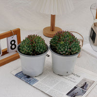 5'' Echeveria Blue Apple Crested, Rare Live Succulent Plants