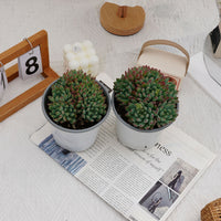 5'' Echeveria Blue Apple Crested, Rare Live Succulent Plants