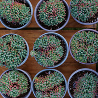 5'' Echeveria Blue Apple Crested, Rare Live Succulent Plants