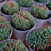 5'' Echeveria Blue Apple Crested, Rare Live Succulent Plants