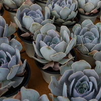 5'' Echeveria Runyonii San Carlos, Rare Live Succulent Plants