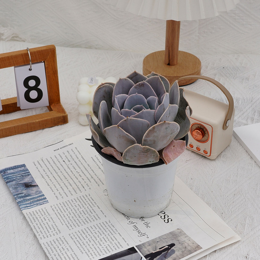 5'' Echeveria Runyonii San Carlos, Rare Live Succulent Plants