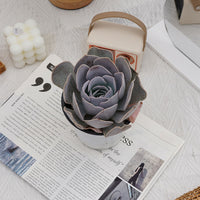 5'' Echeveria Runyonii San Carlos, Rare Live Succulent Plants