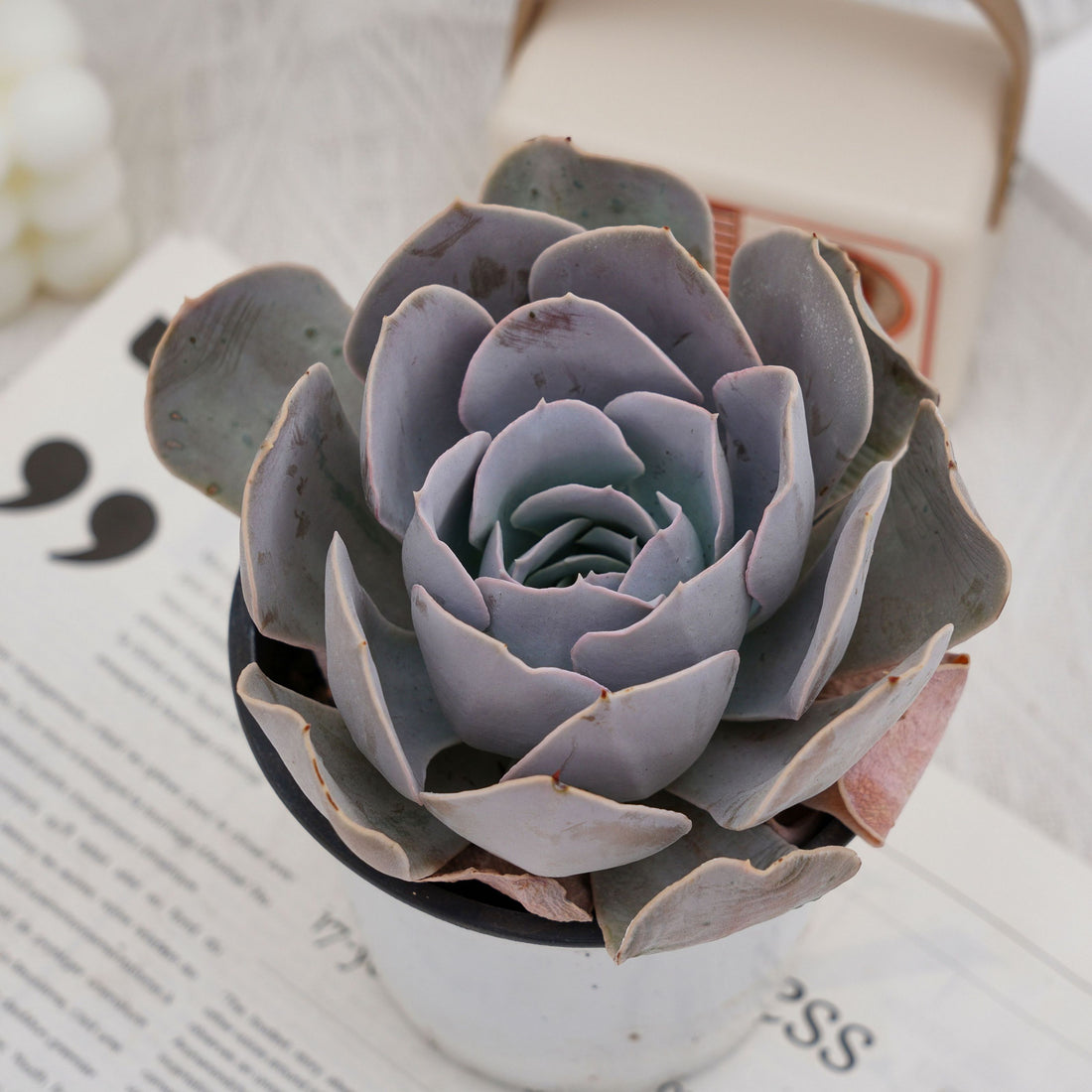 5'' Echeveria Runyonii San Carlos, Rare Live Succulent Plants