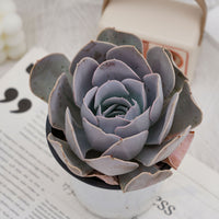 5'' Echeveria Runyonii San Carlos, Rare Live Succulent Plants