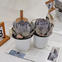 5'' Echeveria Runyonii San Carlos, Rare Live Succulent Plants