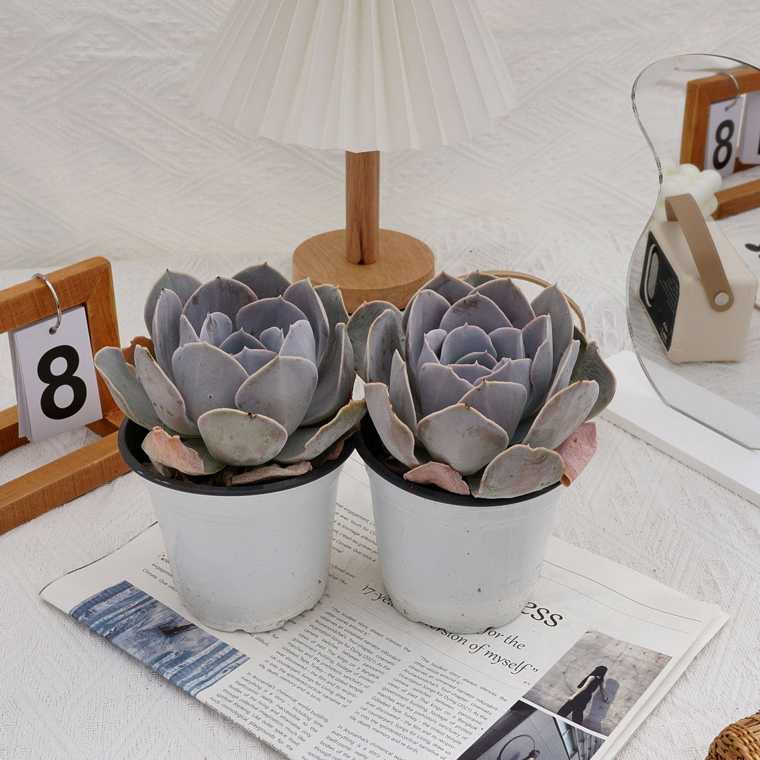 5'' Echeveria Runyonii San Carlos, Rare Live Succulent Plants