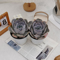 5'' Echeveria Runyonii San Carlos, Rare Live Succulent Plants