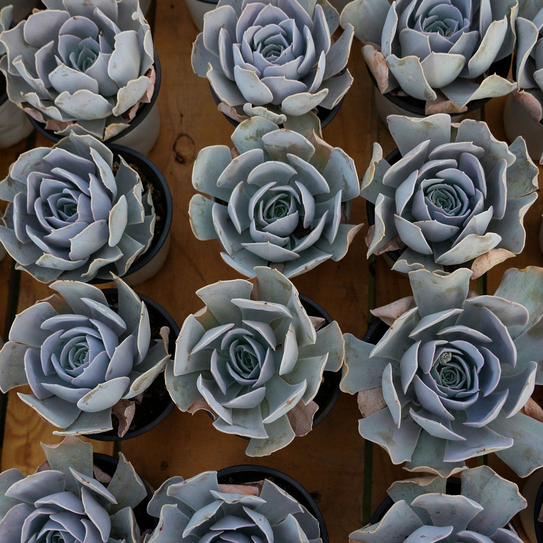 5'' Echeveria Runyonii San Carlos, Rare Live Succulent Plants