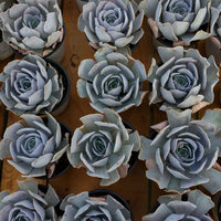 5'' Echeveria Runyonii San Carlos, Rare Live Succulent Plants