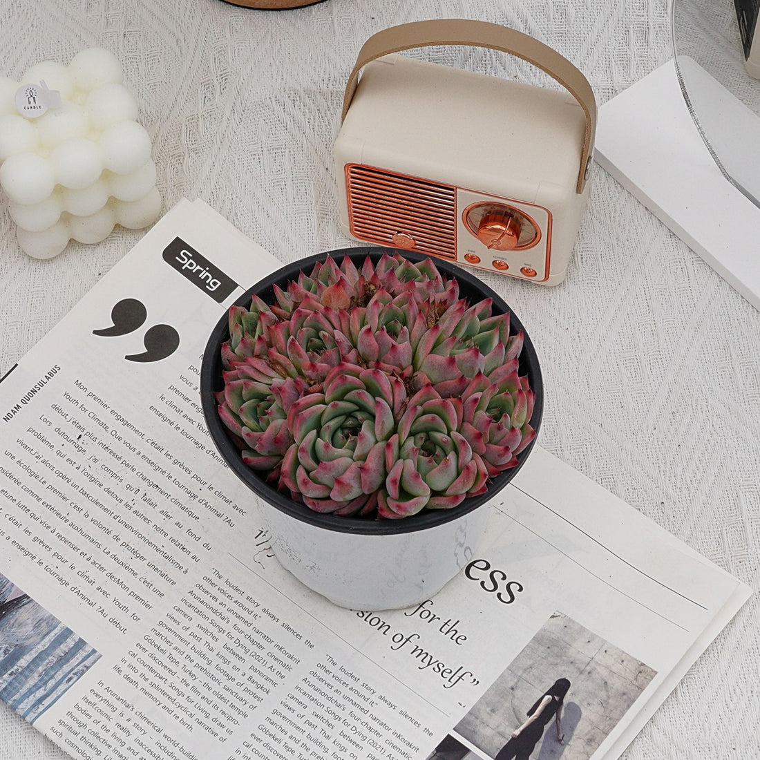 5'' Echeveria Chihuahuaensis, Rare Live Succulent Plants