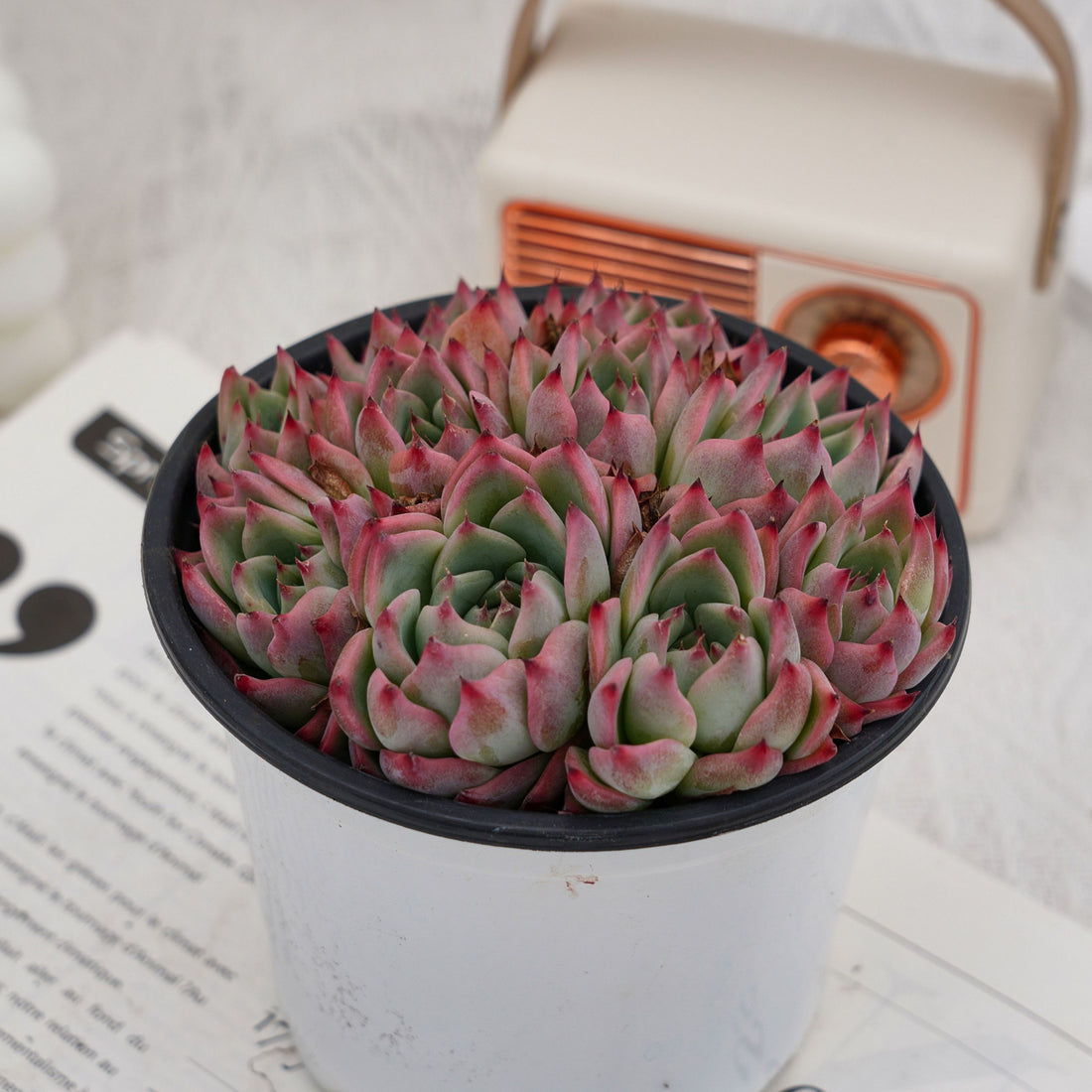 5'' Echeveria Chihuahuaensis, Rare Live Succulent Plants
