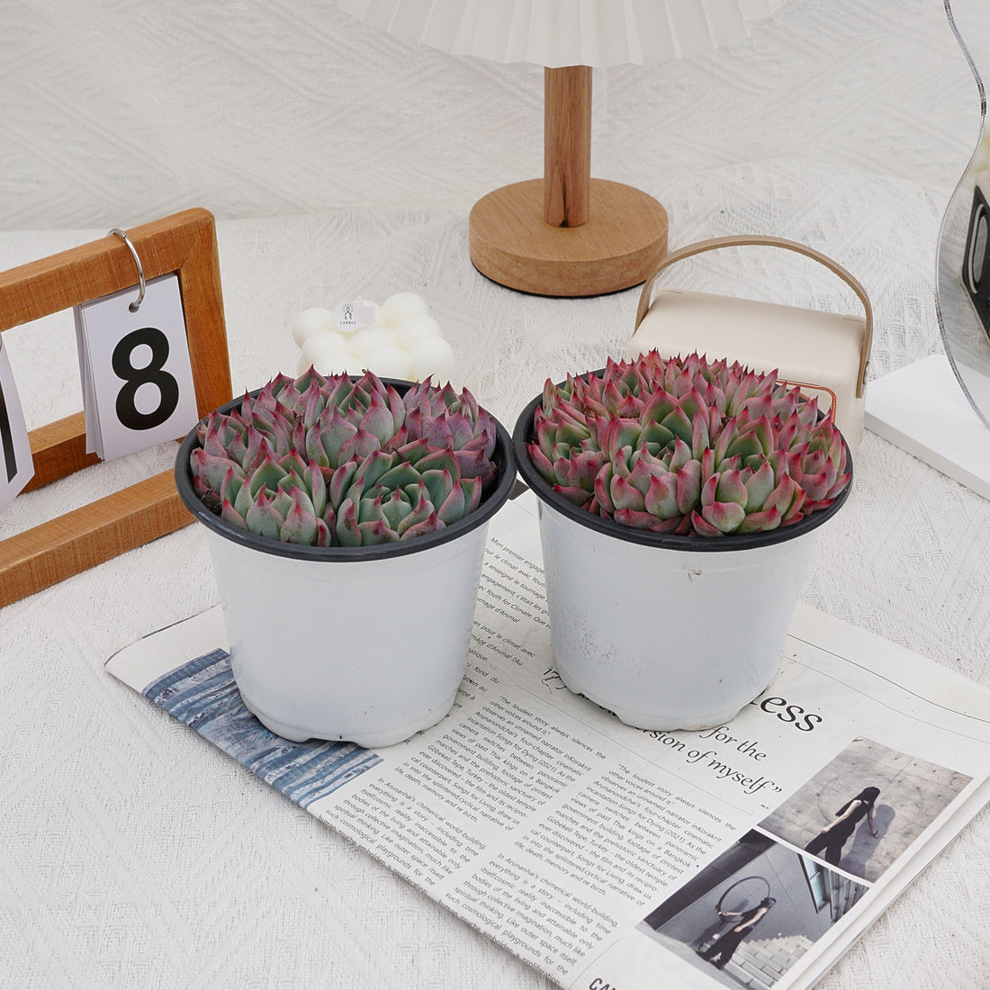 5'' Echeveria Chihuahuaensis, Rare Live Succulent Plants