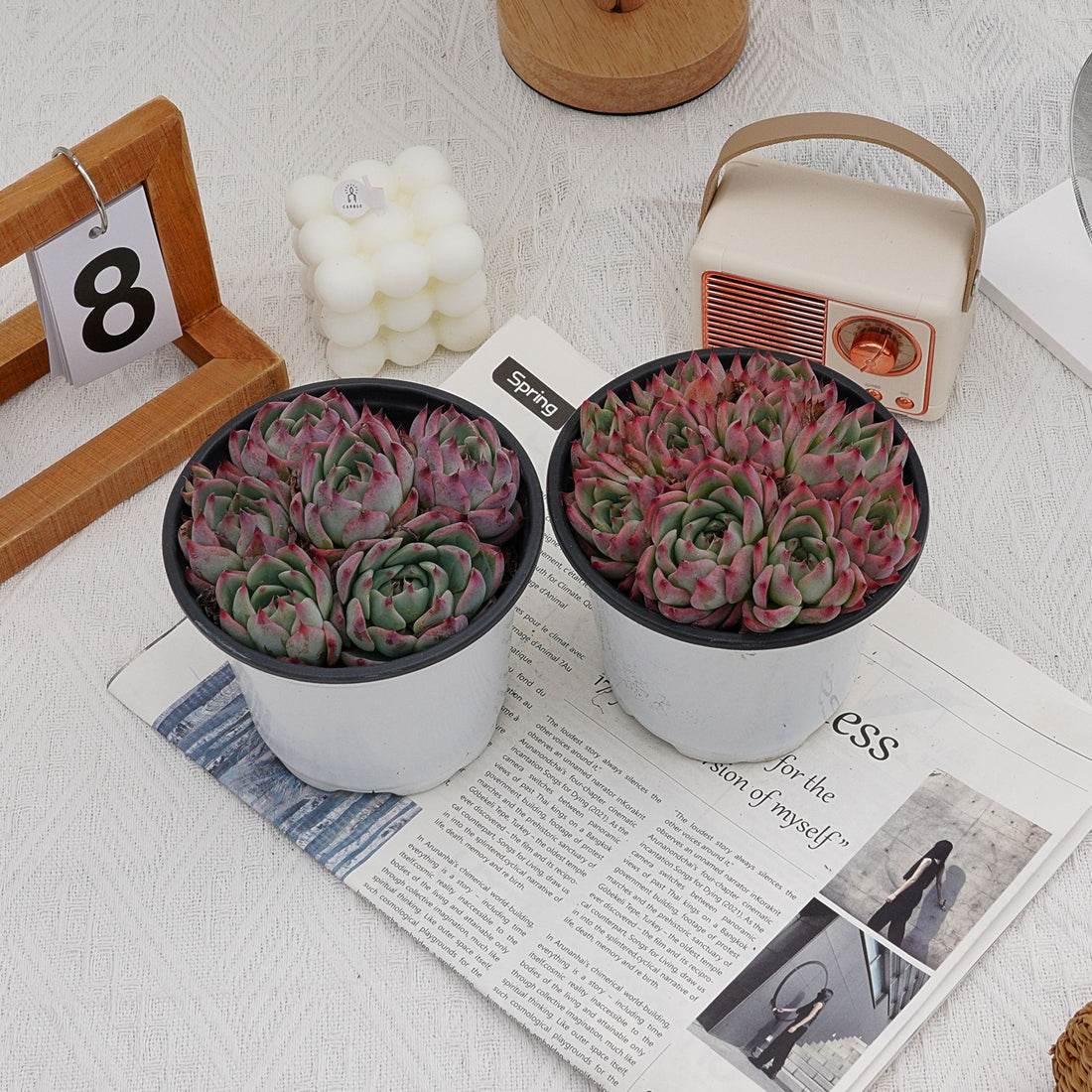 5'' Echeveria Chihuahuaensis, Rare Live Succulent Plants