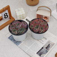 5'' Echeveria Chihuahuaensis, Rare Live Succulent Plants