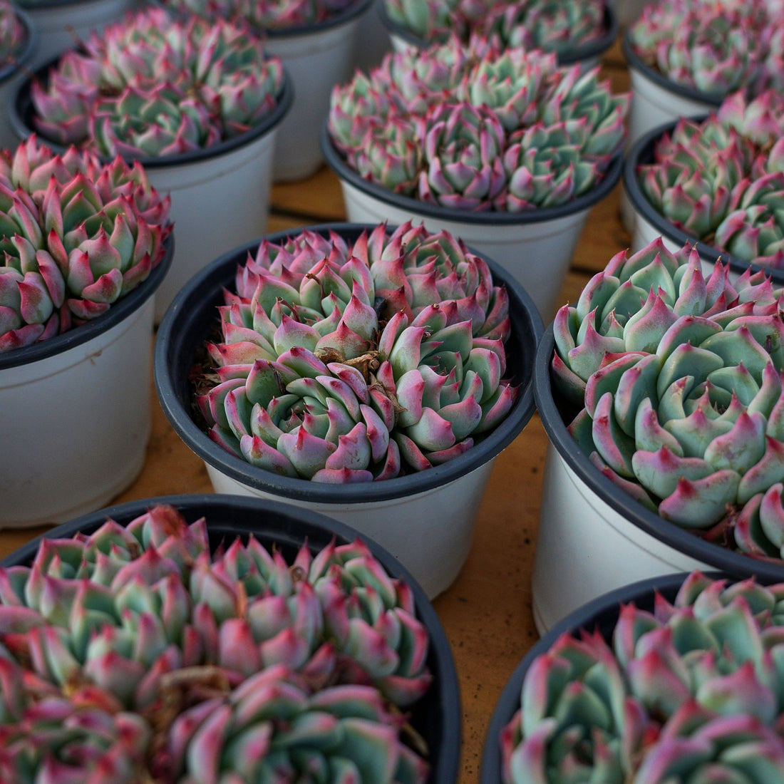 5'' Echeveria Chihuahuaensis, Rare Live Succulent Plants