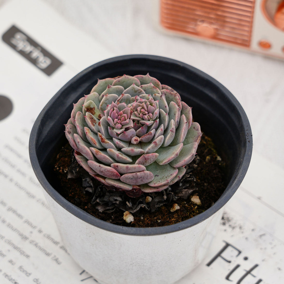 3'' Echeveria Pinwheel, Rare Live Succulent Plants