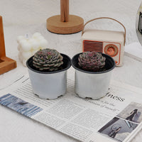 3'' Echeveria Pinwheel, Rare Live Succulent Plants
