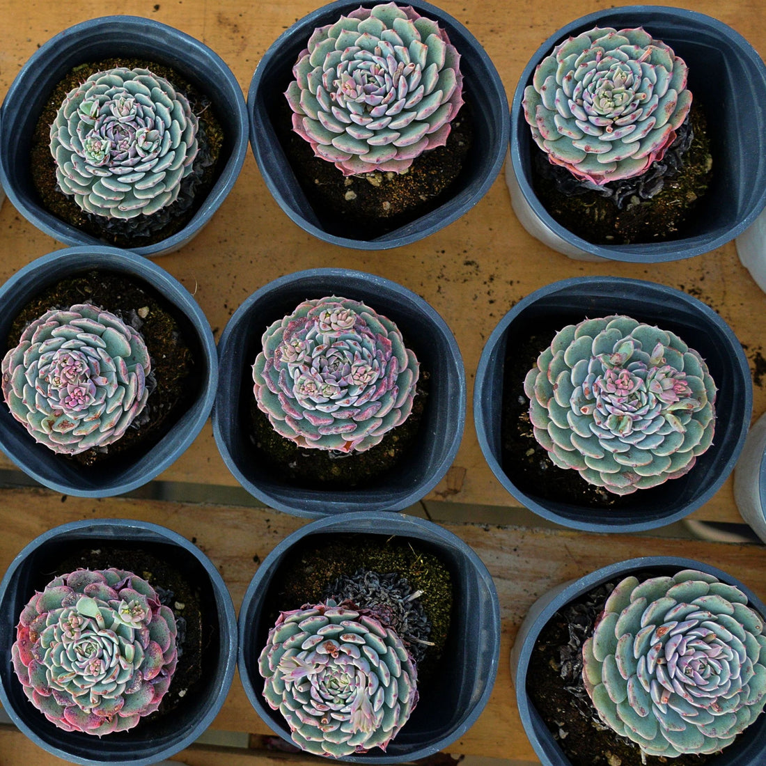 3'' Echeveria Pinwheel, Rare Live Succulent Plants