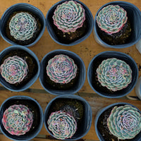 3'' Echeveria Pinwheel, Rare Live Succulent Plants