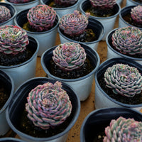3'' Echeveria Pinwheel, Rare Live Succulent Plants