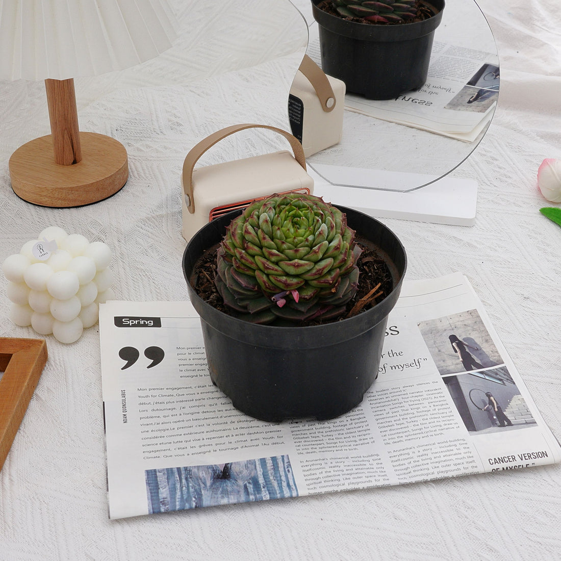 3'' Echeveria Red Velvet, Rare Live Succulent Plants