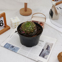 3'' Echeveria Red Velvet, Rare Live Succulent Plants