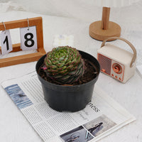 3'' Echeveria Red Velvet, Rare Live Succulent Plants