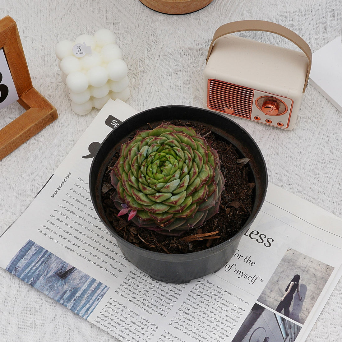 3'' Echeveria Red Velvet, Rare Live Succulent Plants