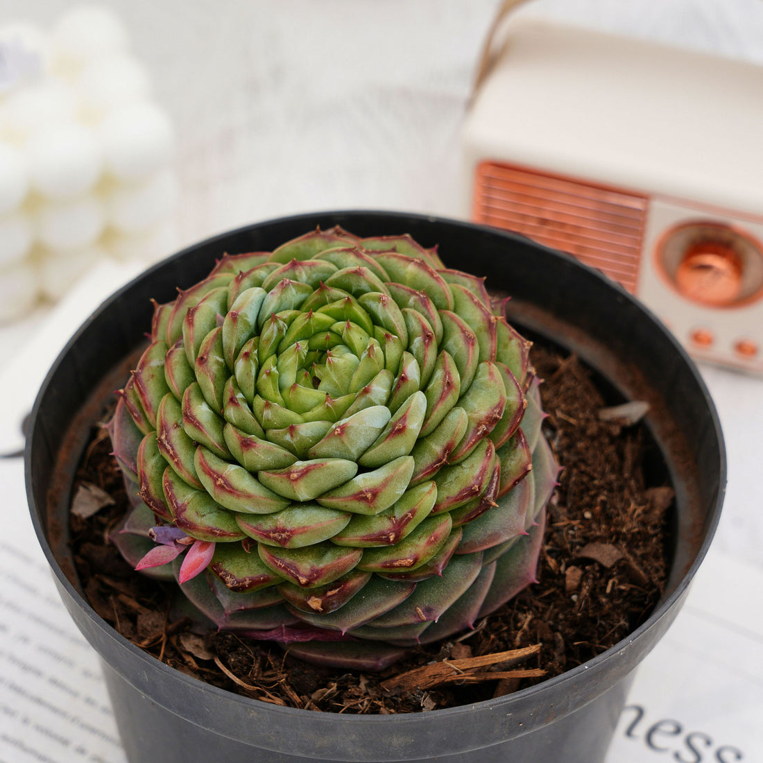 3'' Echeveria Red Velvet, Rare Live Succulent Plants