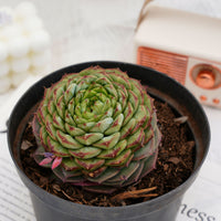 3'' Echeveria Red Velvet, Rare Live Succulent Plants