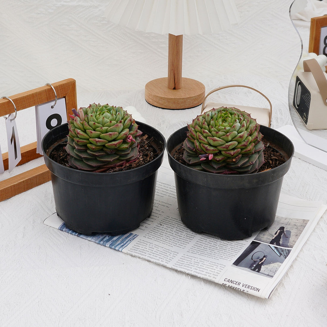 3'' Echeveria Red Velvet, Rare Live Succulent Plants