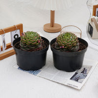 3'' Echeveria Red Velvet, Rare Live Succulent Plants