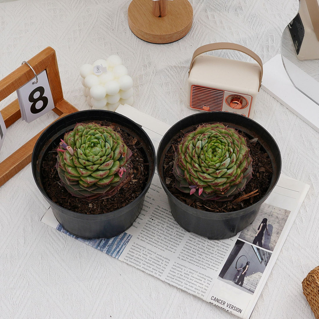 3'' Echeveria Red Velvet, Rare Live Succulent Plants
