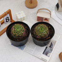 3'' Echeveria Red Velvet, Rare Live Succulent Plants