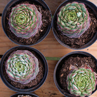 3'' Echeveria Red Velvet, Rare Live Succulent Plants
