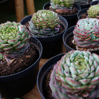 3'' Echeveria Red Velvet, Rare Live Succulent Plants