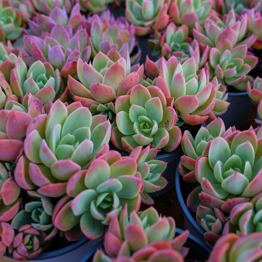5'' Echeveria Silk Veil, Rare Live Succulent Plants