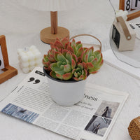 5'' Echeveria Silk Veil, Rare Live Succulent Plants