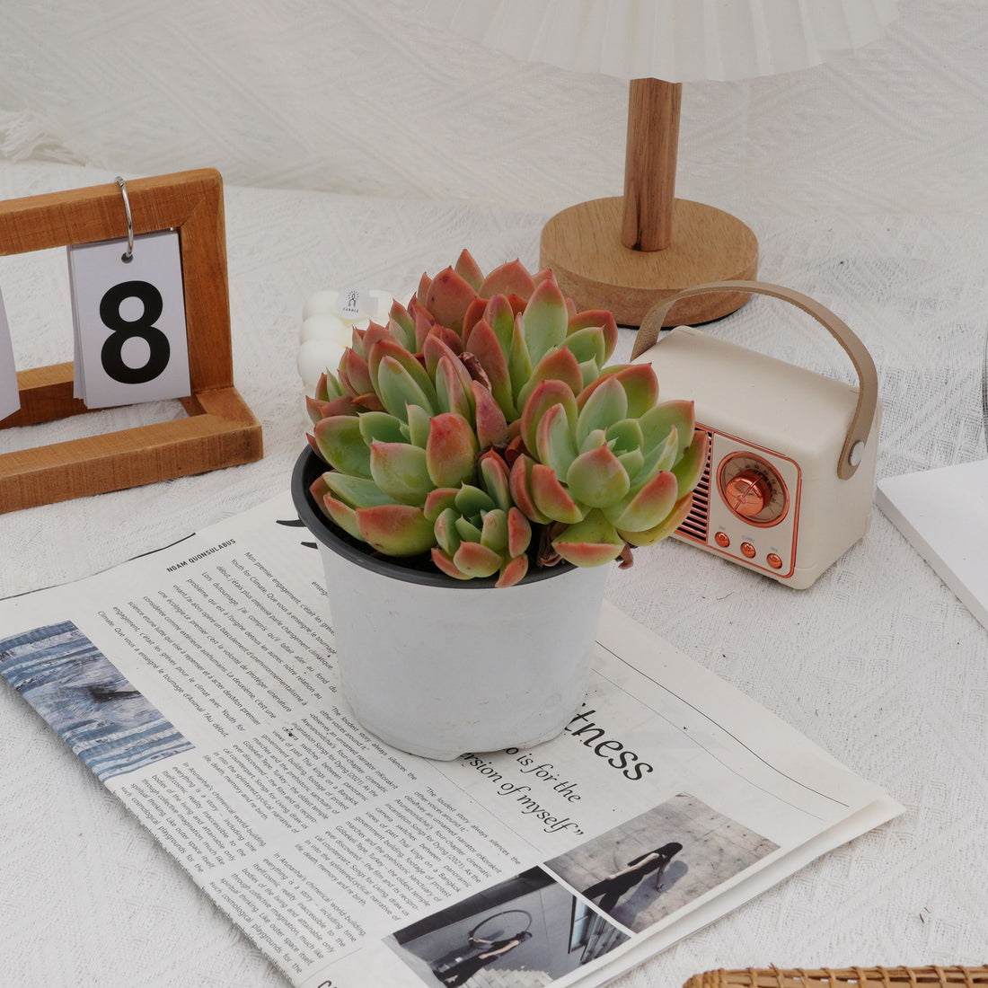 5'' Echeveria Silk Veil, Rare Live Succulent Plants