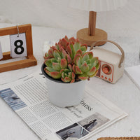 5'' Echeveria Silk Veil, Rare Live Succulent Plants