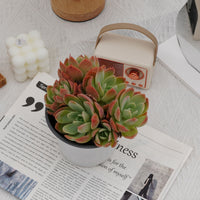 5'' Echeveria Silk Veil, Rare Live Succulent Plants