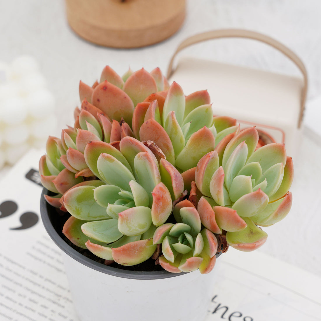 5'' Echeveria Silk Veil, Rare Live Succulent Plants