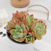 5'' Echeveria Silk Veil, Rare Live Succulent Plants