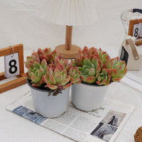 5'' Echeveria Silk Veil, Rare Live Succulent Plants