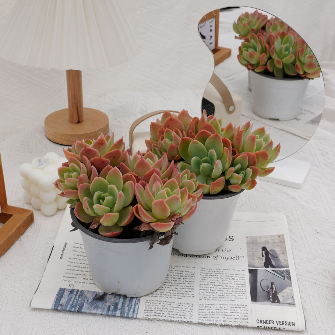 5'' Echeveria Silk Veil, Rare Live Succulent Plants